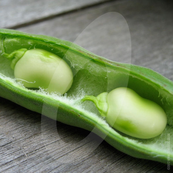 Broad Bean Aquadulce Claudia Seeds (AGM) Quality Seeds from Sow Seeds Ltd