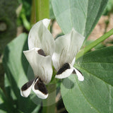 Broad Bean Aquadulce Seeds