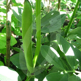 Broad Bean Aquadulce Seeds