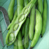 Broad Bean Aquadulce Seeds
