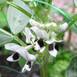 Broad Bean The Sutton Seeds