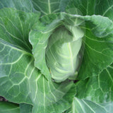 Cabbage Duncan Seeds