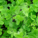 Crimson Clover Green Manure Seeds