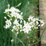 herb garlic wild ransoms seeds
