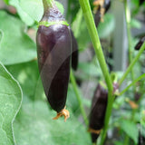 Gusto Purple F1 Chilli Seeds