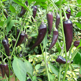 Gusto Purple F1 Chilli Seeds