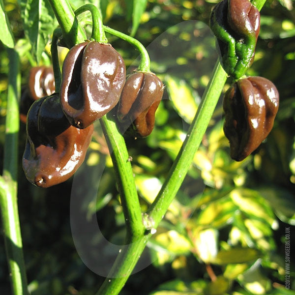 Chilli Pepper Habanero Chocolate Seeds