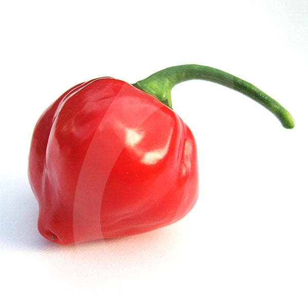 Chilli Pepper Habanero Red Seeds