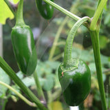 Jalapeno Chilli Seeds