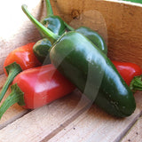 Jalapeno Chilli Seeds