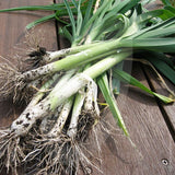 Leek Hannibal Seeds