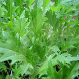 Mizuna Seeds