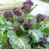 Purple Sprouting Broccoli Rudolph Seeds