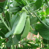 Pea Sugar Snap Seeds