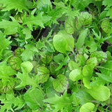 Salad Leaf Oriental Mix Seeds