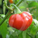 Scotch Bonnet Red Chilli Seeds