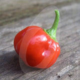 Scotch Bonnet Red Chilli Seeds