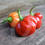 Scotch Bonnet Red Chilli Seeds