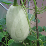 Spaghetti Squash Seeds