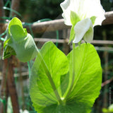 Pea Sugar Snap Seeds