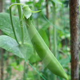 Pea Sugar Snap Seeds