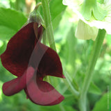 Sweet Pea Galaxy Mixed Cut Flower Seeds