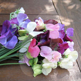 Sweet Pea Galaxy Mixed Cut Flower Seeds