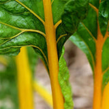 swiss chard bright yellow agm vegetable seeds
