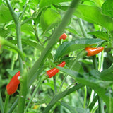 Tabasco Chilli Seeds