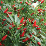 Thai Hot Chilli Seeds