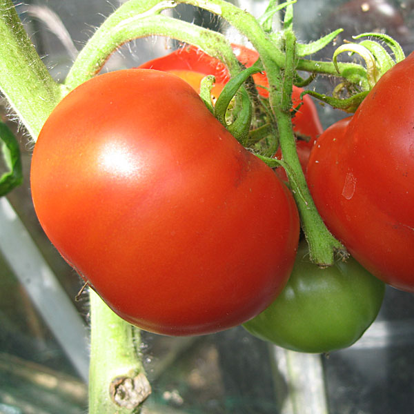 Tomato Ailsa Craig Seeds
