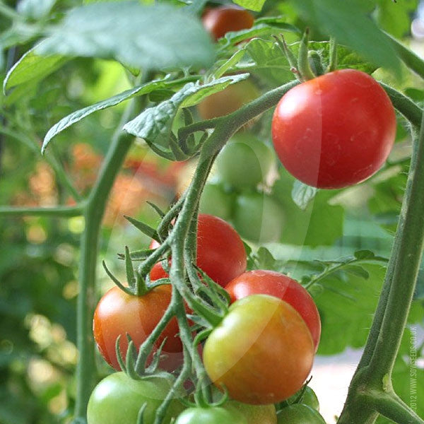 Tomato Shirley F1 Seeds
