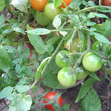 Tomato Tumbling Tom Red Seeds
