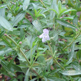 Winter Savory Herb Seeds