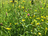 Shop Yellow Rattle Seeds UK