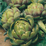 artichoke italian green globe perennial vegetable seeds