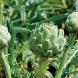 artichoke italian green globe perennial vegetable seeds