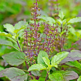 herb basil holy seeds