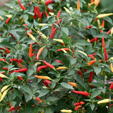 Basket of Fire F1 Chilli Seeds