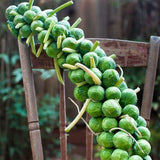 Brussels sprouts Evesham Special vegetable seeds