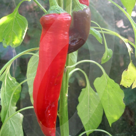 Chilli Pepper Cayenne Red Seeds