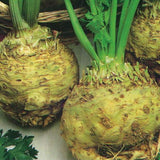celeriac giant prague vegetable seeds