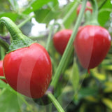 Cherry Bomb Chilli Seeds