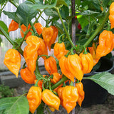 chilli pepper dorset naga orange seeds