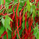 chilli pepper fiery tongues chilli seeds