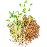 flax brown linseed microgreen seeds
