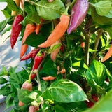 habanero aroma chilli seeds  Edit alt text