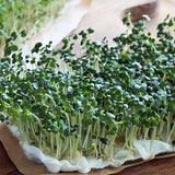 kale black tuscany microgreen seeds