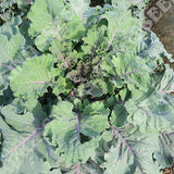 kale cottagers heritage vegetable seeds