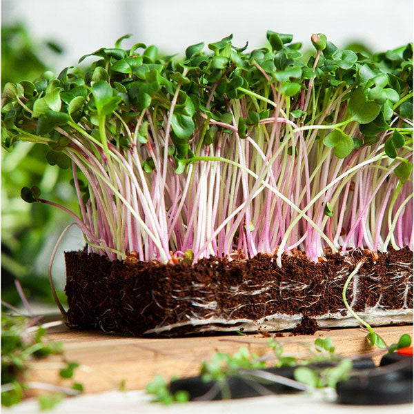 Red Russian Kale Microgreen Seeds – Non-GMO, Heirloom, For Sprouting & Growing, Fresh Seeds In Printed Pack